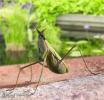 1242923086 mamals insects018