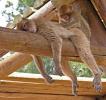 the-craziest-animals-ever05