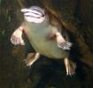 platypus-4