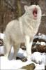 Wolf-cat.jpg
