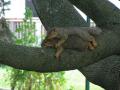 Squirrel 01