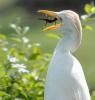 the-craziest-animals-ever09